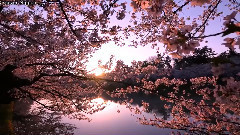 桃花渡