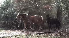 Winter Princess