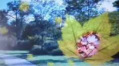 枫叶