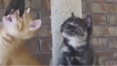 Funny Video