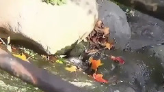 秋蝉