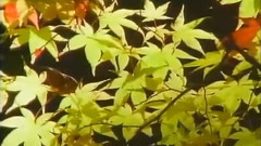 二泉映月