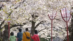 随风而逝