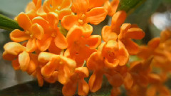 中国十大名花
