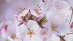 中国十大名花