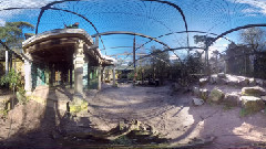 The Eye Of The Tiger (360VR Ver.)