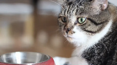 猫的下午