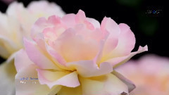 For You Honey