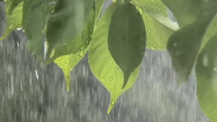 听雨