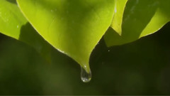 Tears In Pink Rain