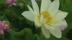 古筝 高山流水