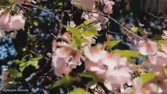 纯音乐小提琴曲 夜莺小夜曲