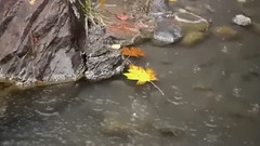 请不要爱我