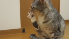 啃爪子的喵