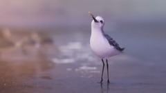 Piper 2016