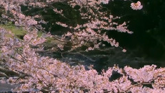 桜(さくら)