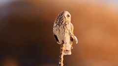 夕阳映小鸮