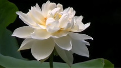倾心 河莲