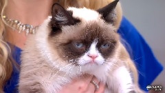 Grumpy Cat Interview 2013 on GMA