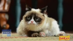 Grumpy Cat In The House