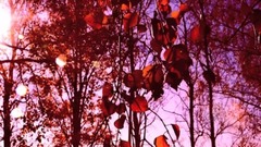 Autumn In Red