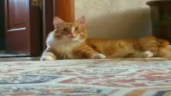 Кот в шоке