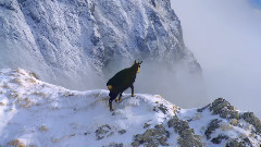 冬雪