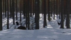 雪的梦幻