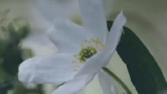 Lumiere du Coeur