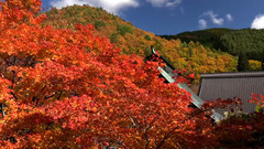 日本霊松寺红叶美景