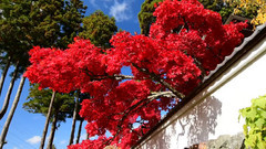 日本长野市若穂清水寺红叶美景