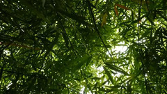 竹林深处