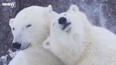 Climate Change Is Melting Away Polar Bears' Chance Of Survival