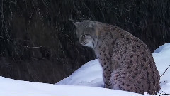 永恒的冬季