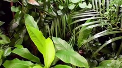 春花烂漫