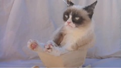 Grumpy Cat Getting Some Special Treats