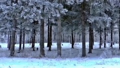 年夜的雪花