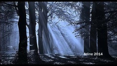 Midsummer Song