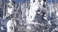 丁香花