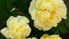 花  梦