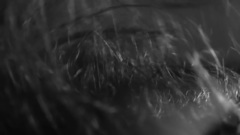 Clair Obscur