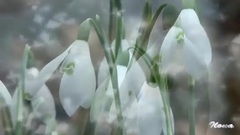 神秘园Secret Garden Adagio