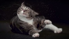 SHAKE CATS