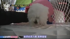 徐玄介绍爱犬BoBo