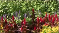 Wild flower