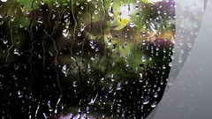 The Rain