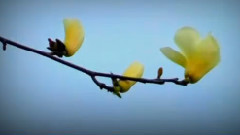 音乐短片