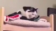 偷拍猫的睡颜