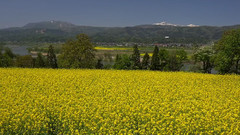 日本长野县饭山市油菜花公园