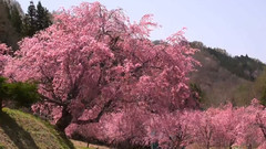 日本信州北阿尔卑斯山残雪小川村之樱花